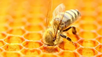 فرایند تولید عسل